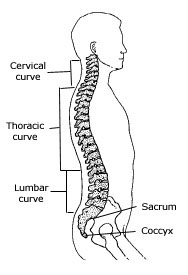 neutral spine